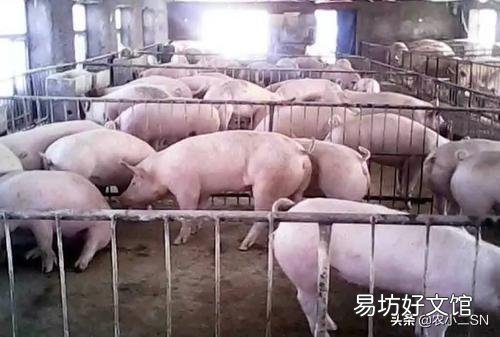 在农村老家养猪,怎么预防猪瘟?需要注射什么疫苗?