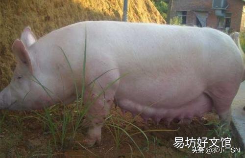 在农村老家养猪,怎么预防猪瘟?需要注射什么疫苗?