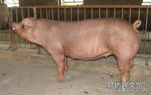 在农村老家养猪,怎么预防猪瘟?需要注射什么疫苗?