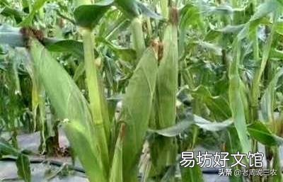 现在农村的玉米挂苞了,是卖嫩棒子还是卖成熟干玉米籽划算?