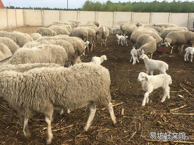 未来3-5年养羊还会有利润吗?