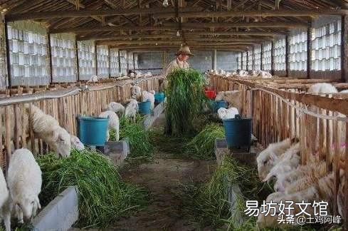 未来3-5年养羊还会有利润吗?