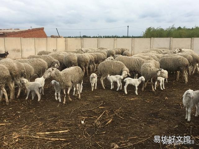未来3-5年养羊还会有利润吗?