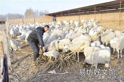 未来3-5年养羊还会有利润吗?