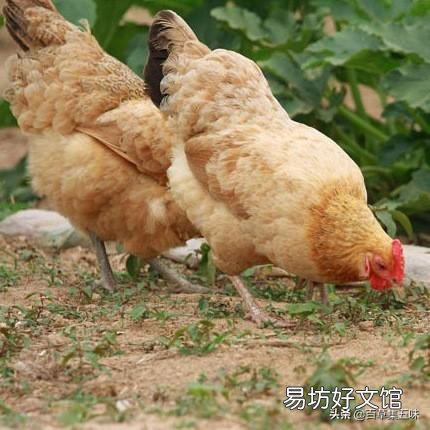 土鸡蛋和洋鸡蛋营养价值一样吗?还有哪些区别呢?
