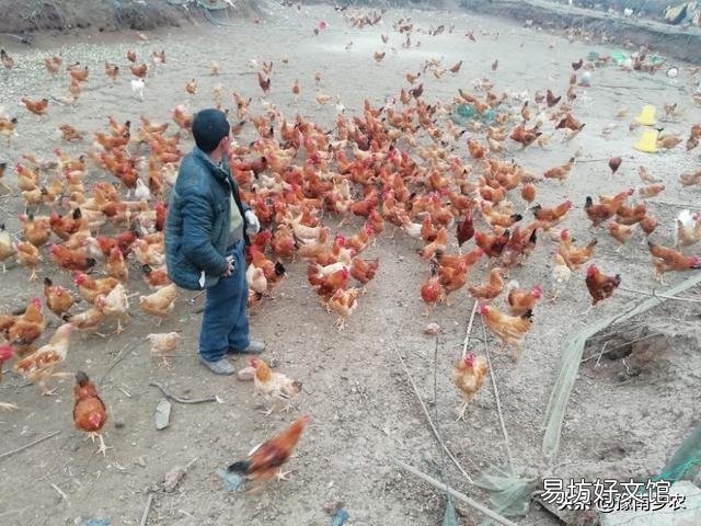 “林下养鸡”模式真的好吗?应该如何操作?