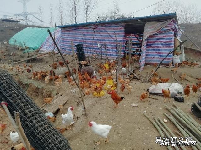 “林下养鸡”模式真的好吗?应该如何操作?