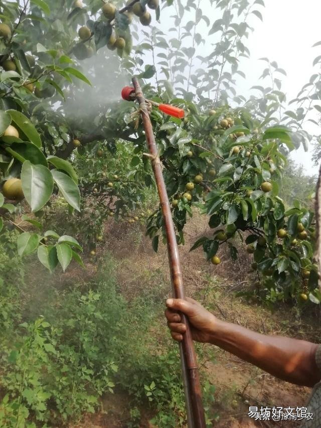 “林下养鸡”模式真的好吗?应该如何操作?
