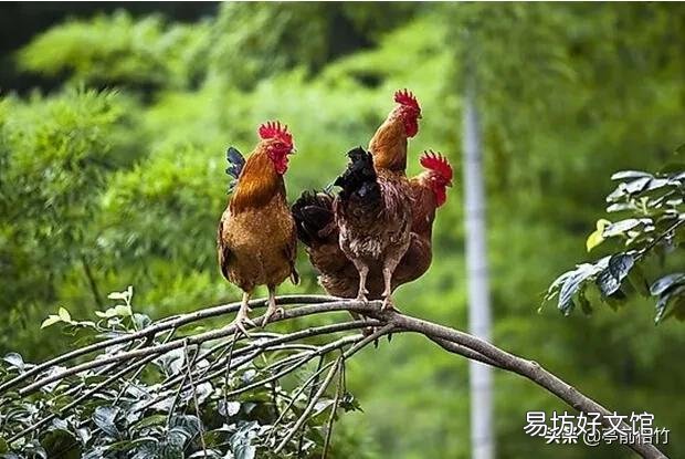 一百元一只土鸡，鸡龄11个月，你们觉得贵吗？