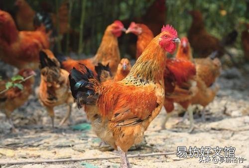 一百元一只土鸡，鸡龄11个月，你们觉得贵吗？