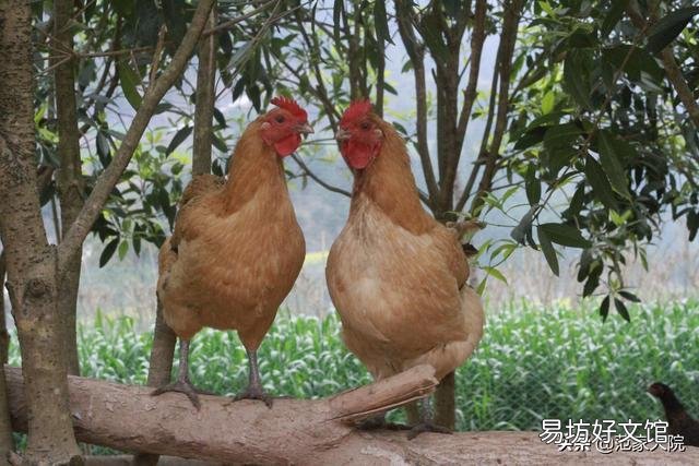 怎么养土鸡才不会肥？