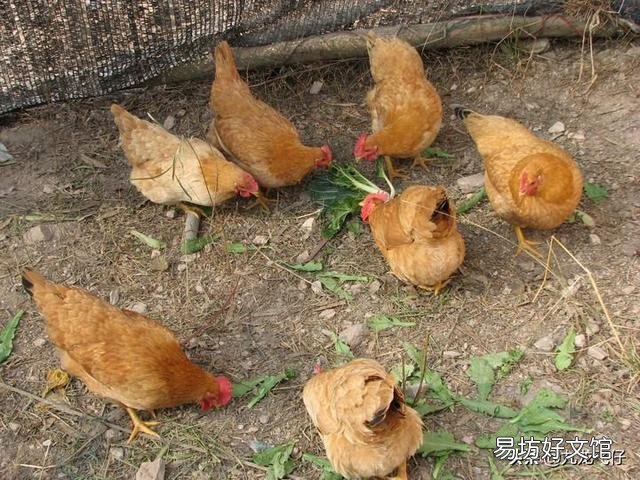 怎么养土鸡才不会肥？
