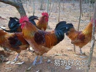 怎么养土鸡才不会肥？