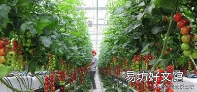 农村种植什么农作物比较有经济效益?