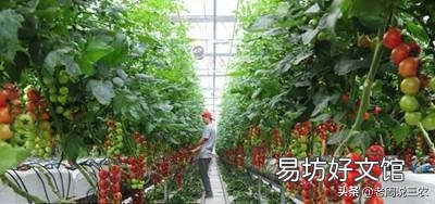 农村种植什么农作物比较有经济效益？