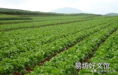农村种植什么农作物比较有经济效益?
