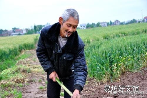 农村种植什么农作物比较有经济效益?