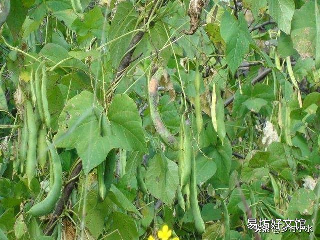 如何防止菜豆落花落荚?