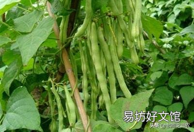 如何防止菜豆落花落荚?