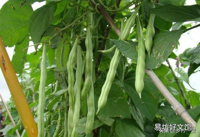 如何防止菜豆落花落荚?