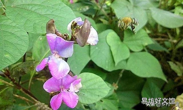 如何防止菜豆落花落荚?