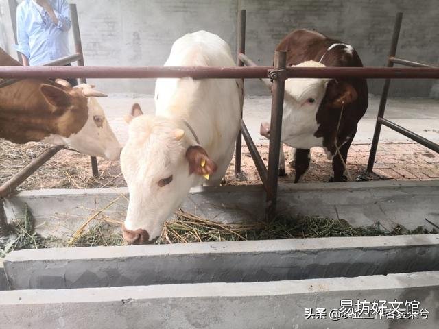 养牛会不会像养猪,行情大起大落?风险性高吗?
