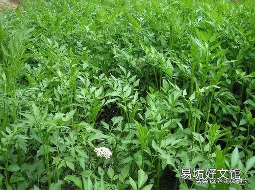 野芹菜能吃吗，是否有毒？