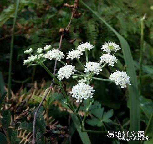 野芹菜能吃吗，是否有毒？
