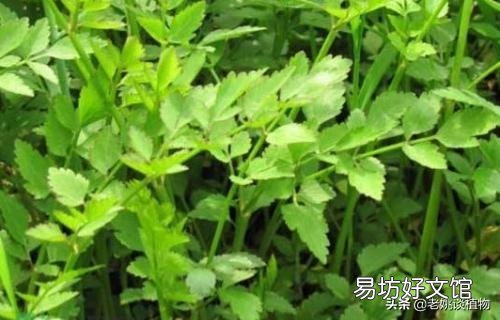 野芹菜能吃吗，是否有毒？