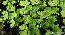 野芹菜能吃吗，是否有毒？