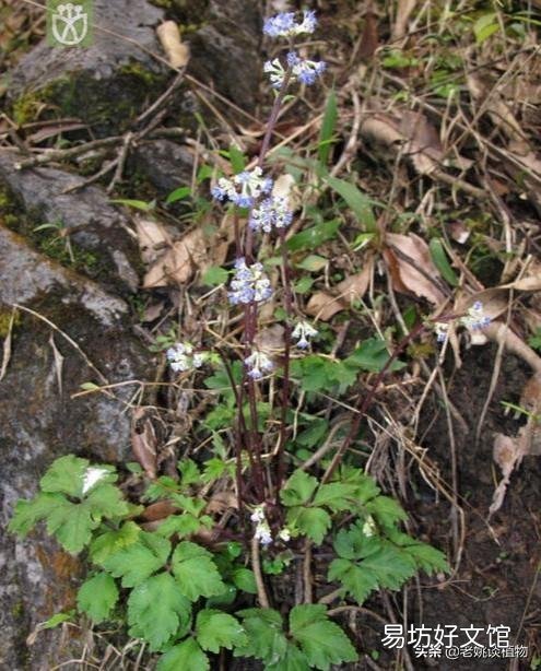 野芹菜能吃吗，是否有毒？