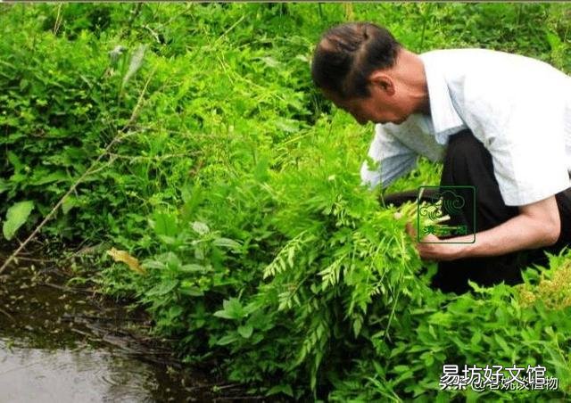 野芹菜能吃吗，是否有毒？