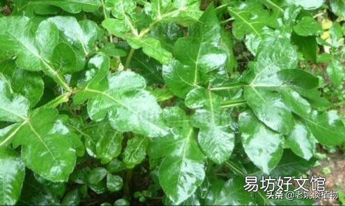 野芹菜能吃吗，是否有毒？