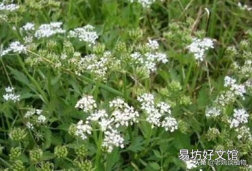 野芹菜能吃吗，是否有毒？