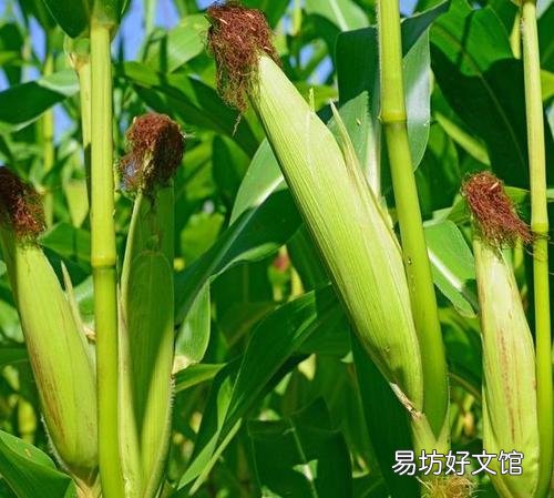 农村玉米即将抽穗了,怎么管能提高产量?