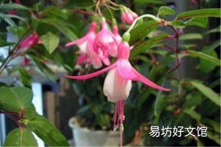 夏天倒挂金钟室内怎么养?