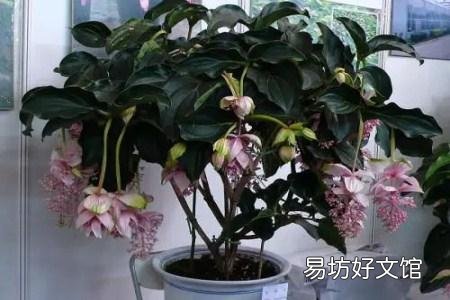 夏天倒挂金钟室内怎么养?