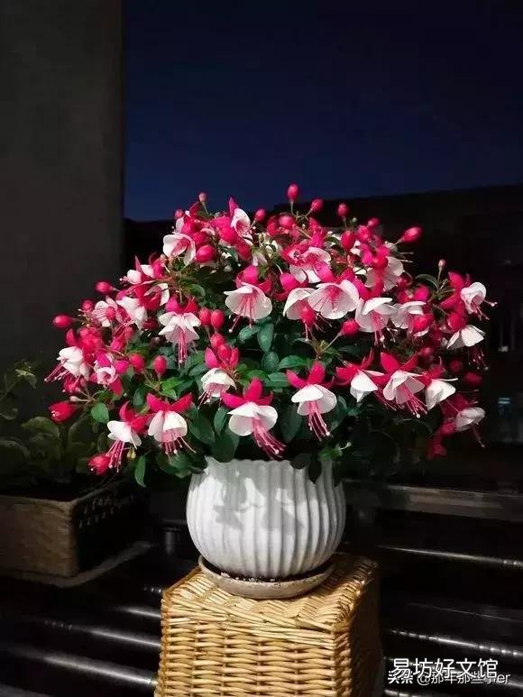 夏天倒挂金钟室内怎么养?
