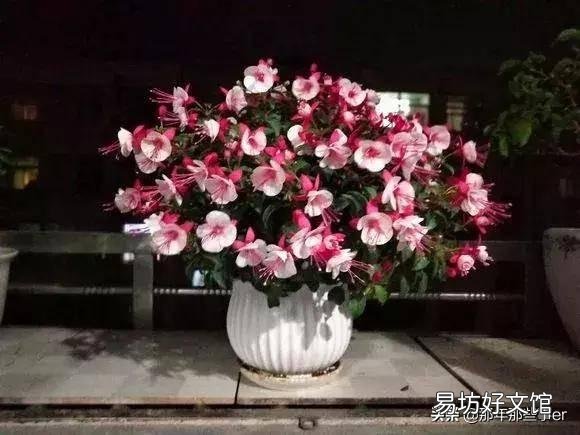 夏天倒挂金钟室内怎么养?