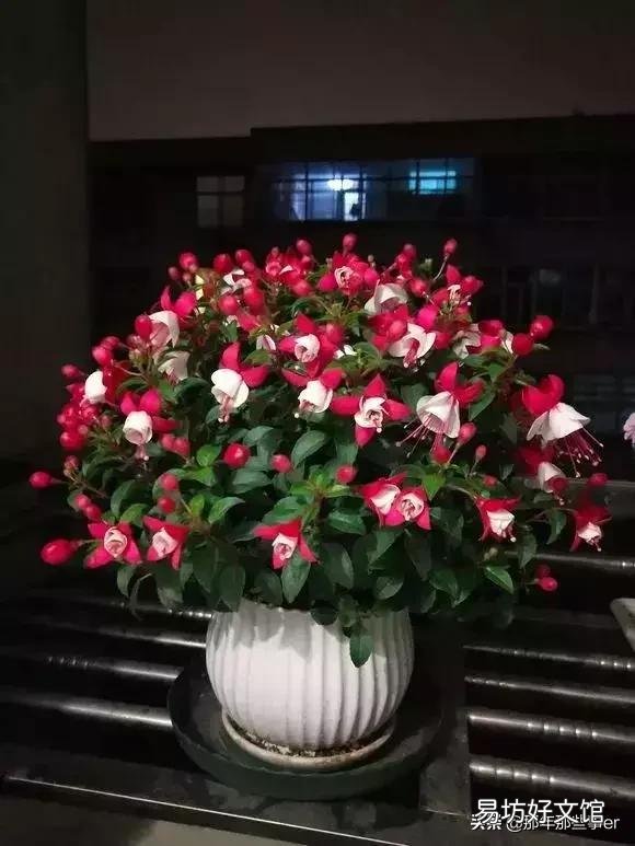 夏天倒挂金钟室内怎么养?
