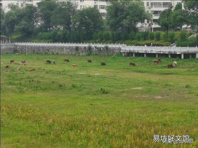今年养牛的人多,往后市场价格继续吗?
