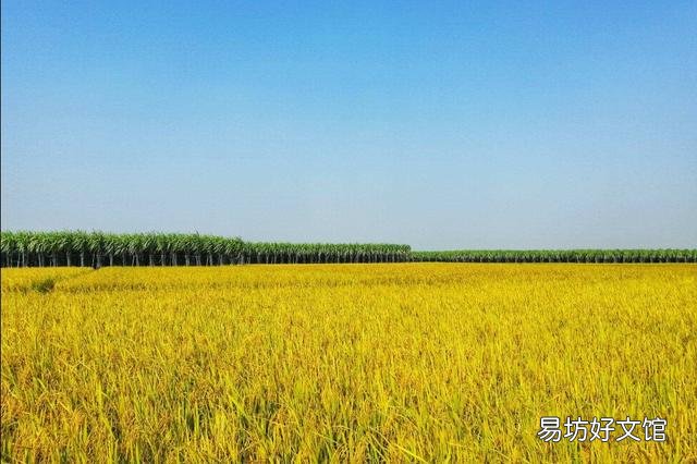 早稻已进入拔节期,施哪种肥料好?水分该如何调节?
