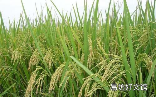 早稻已进入拔节期,施哪种肥料好?水分该如何调节?