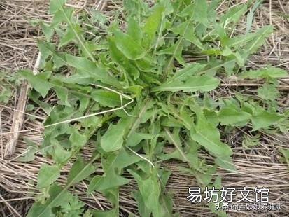 哪些野菜可以人工种植?种植的野菜每亩效益如何?