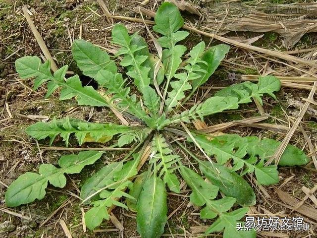 哪些野菜可以人工种植?种植的野菜每亩效益如何?