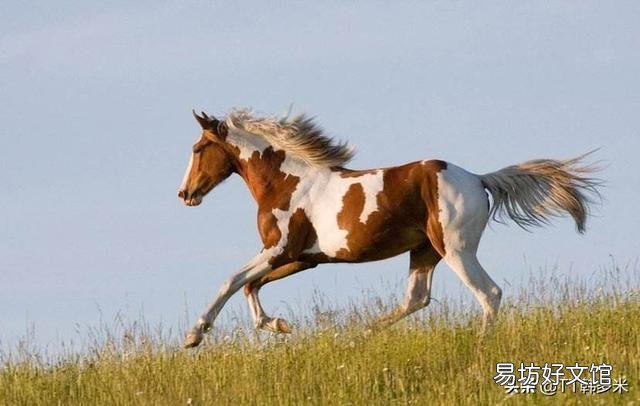 马肉能吃吗?吃了会有坏处吗?