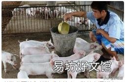 为什么有人觉得养羊比养猪挣钱,原因何在?