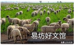 为什么有人觉得养羊比养猪挣钱,原因何在?