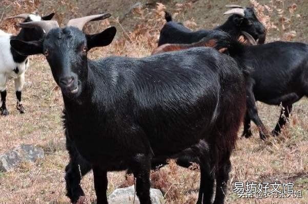 为什么有人觉得养羊比养猪挣钱,原因何在?