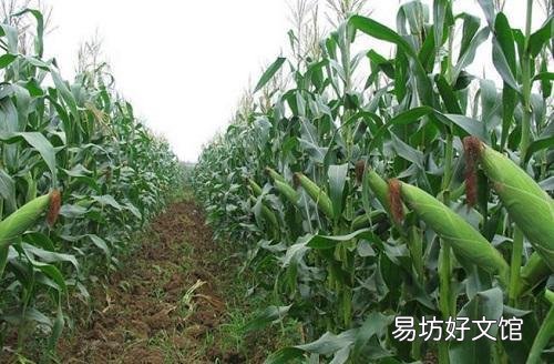 玉米空杆有什么危害?有哪些防防治措施?